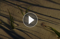 image-hyatt-video