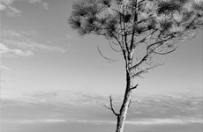 image-sabal-web